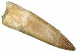 Fossil Plesiosaur (Zarafasaura) Tooth - Morocco #344258-1